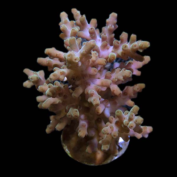  ORA® Aquacultured Rosaria Acropora Coral